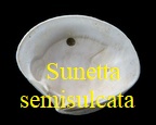 Sunetta semisulcata, Lamarck